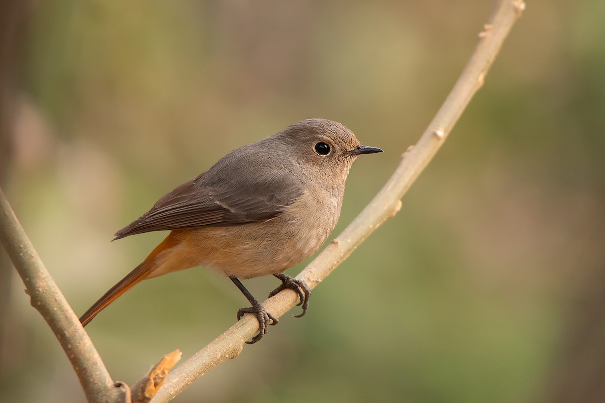 Hodgson's Redstart - Ayuwat Jearwattanakanok