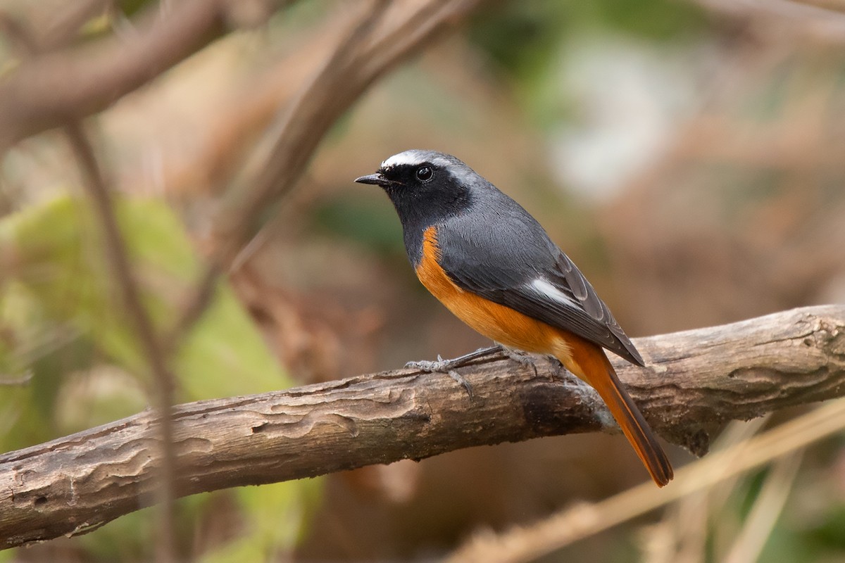 Hodgson's Redstart - Ayuwat Jearwattanakanok