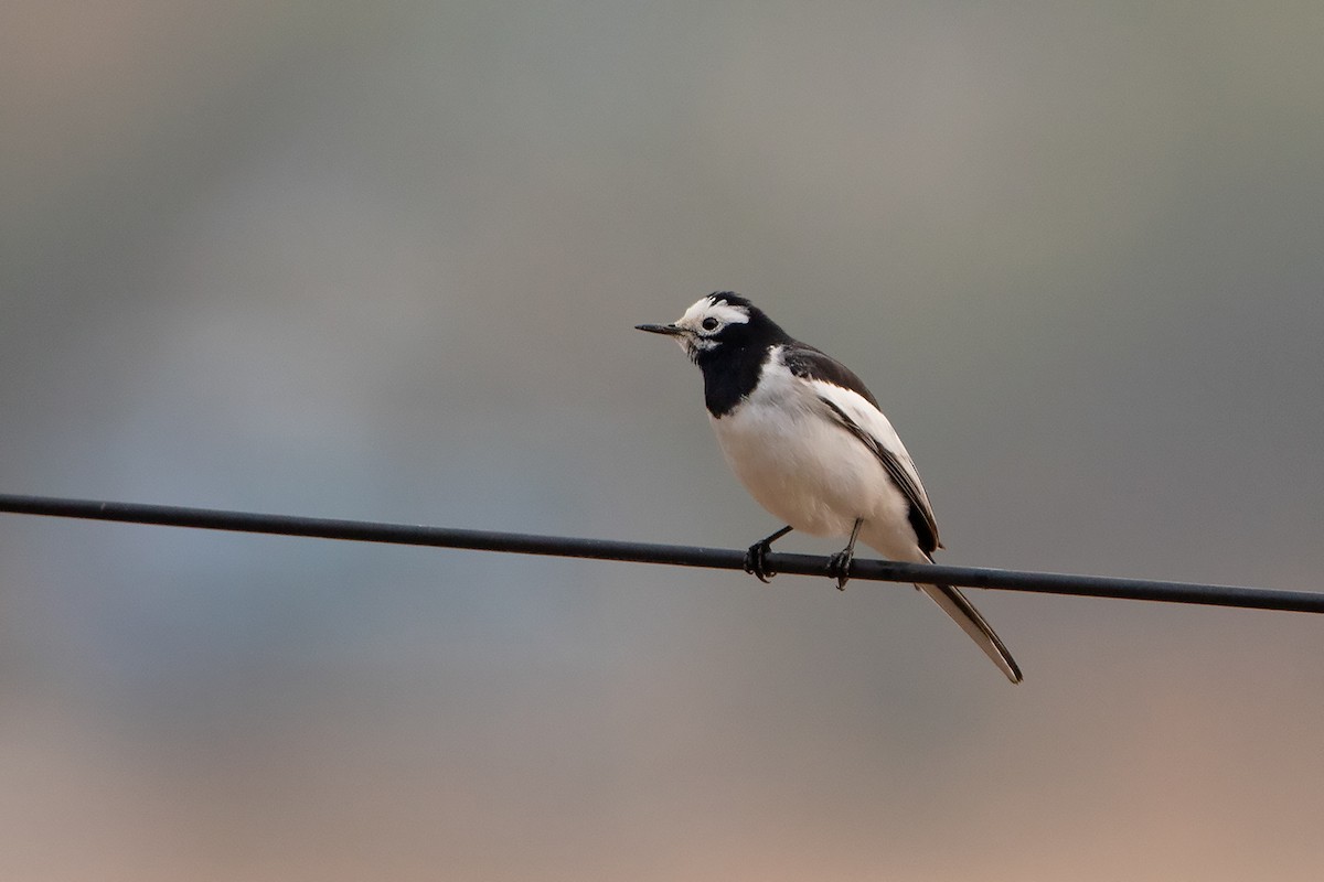 White Wagtail (Hodgson's) - Ayuwat Jearwattanakanok