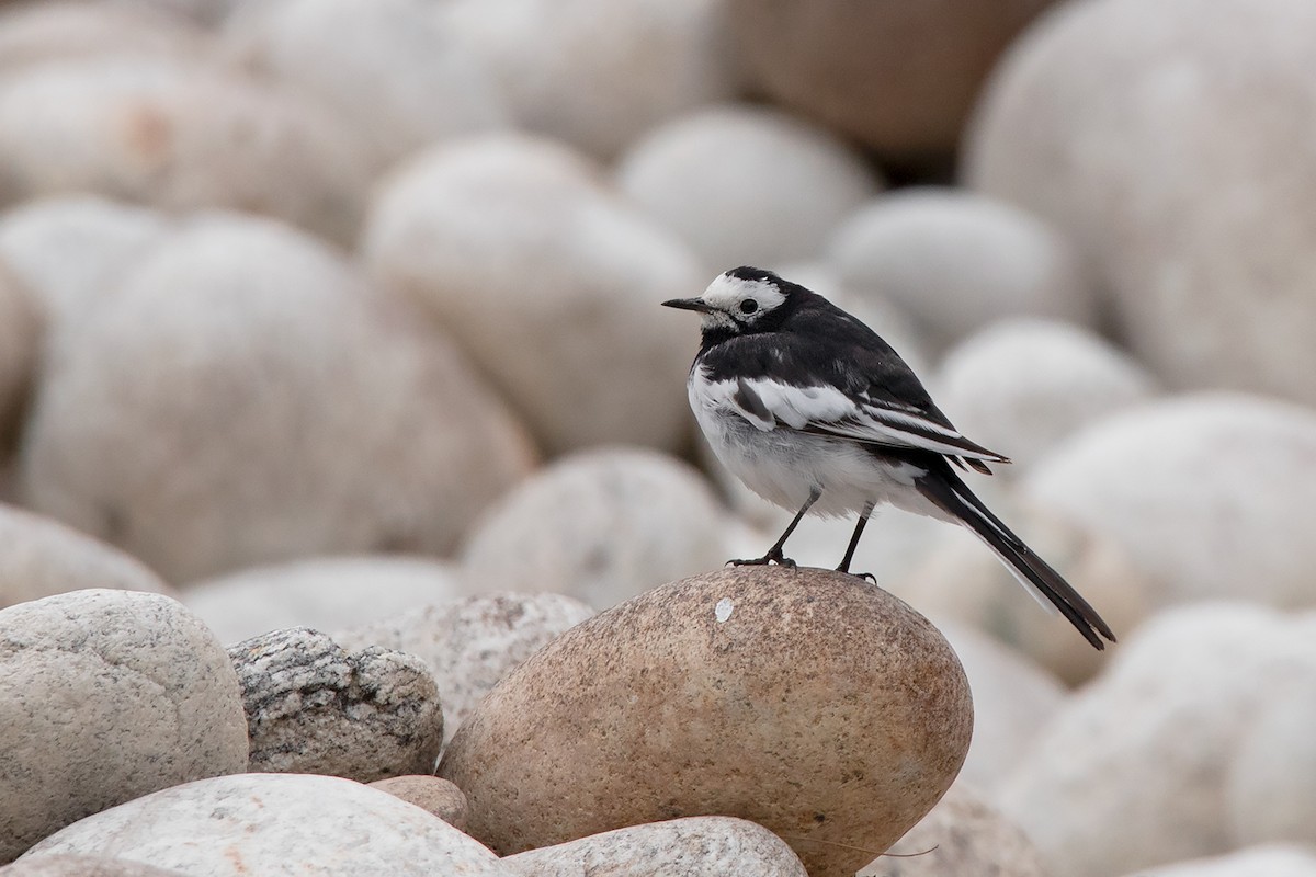 White Wagtail (Hodgson's) - Ayuwat Jearwattanakanok