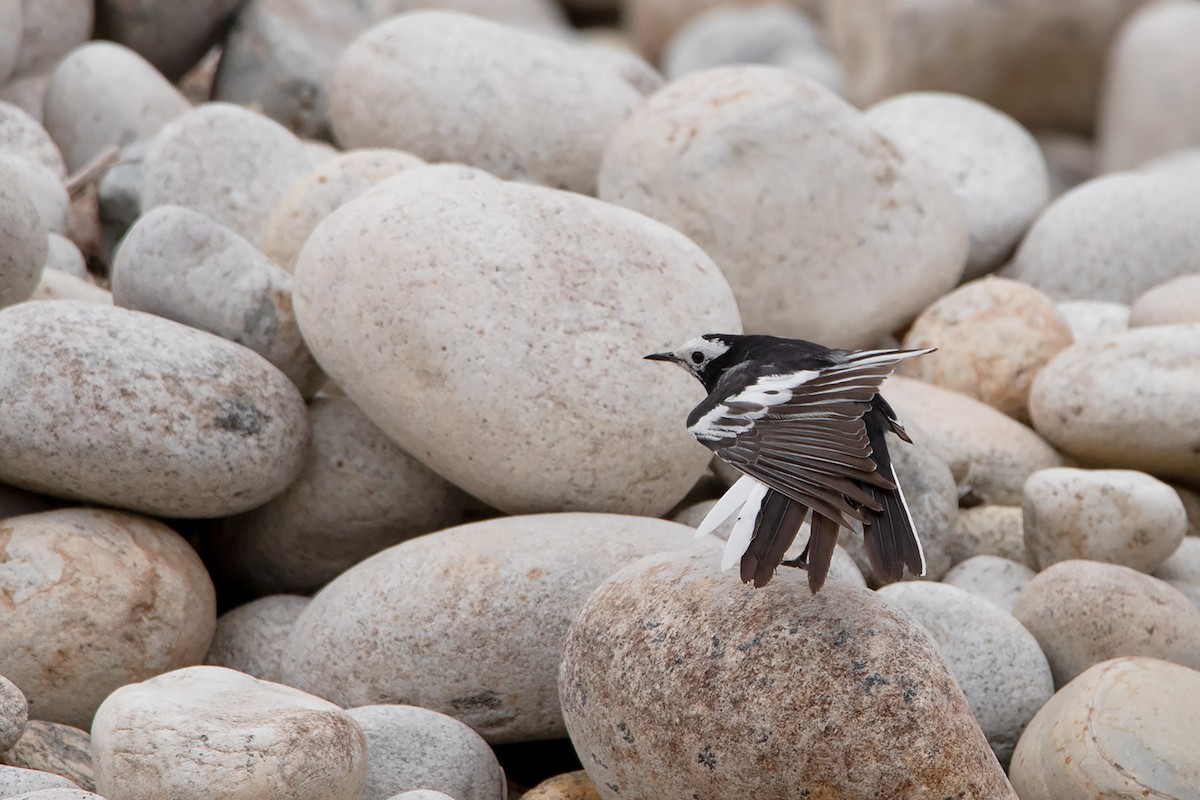 White Wagtail (Hodgson's) - Ayuwat Jearwattanakanok