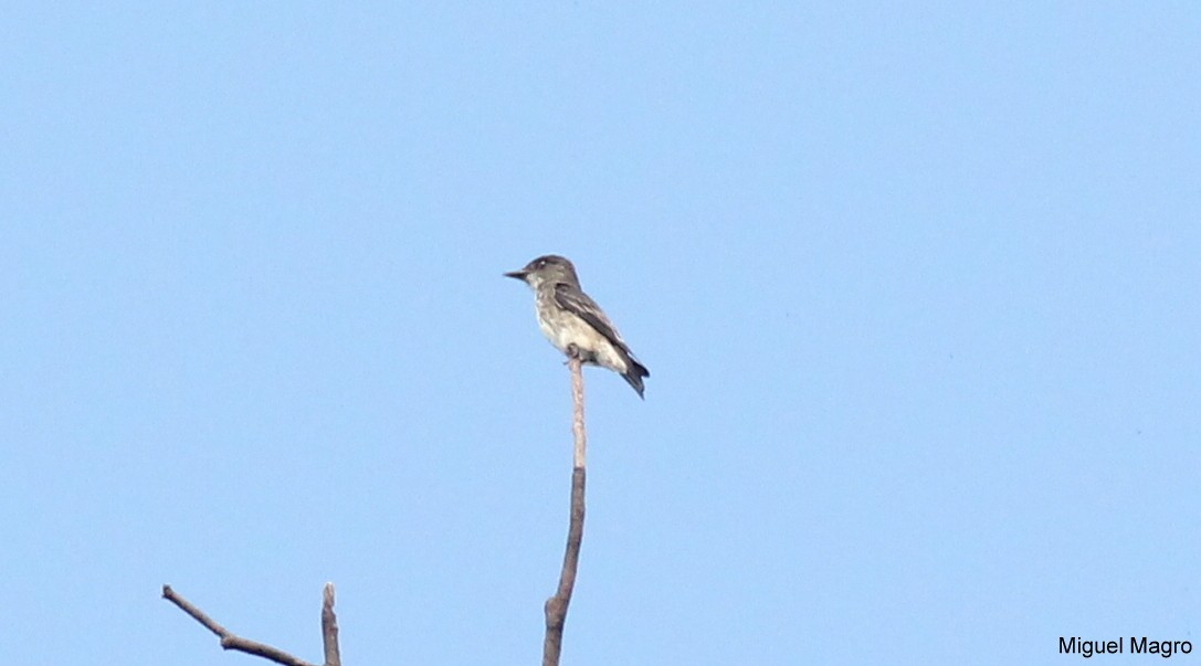 Olive-sided Flycatcher - ML213511941