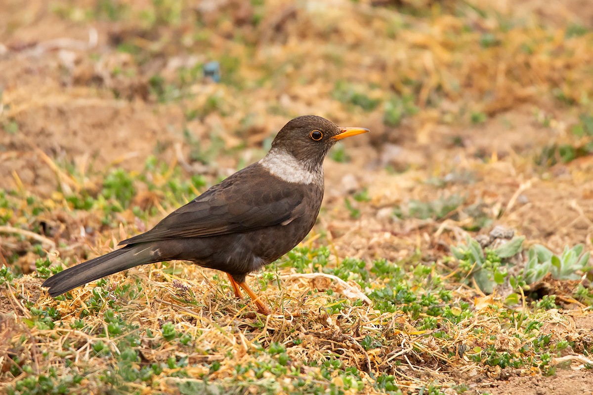 White-collared Blackbird - ML213512841