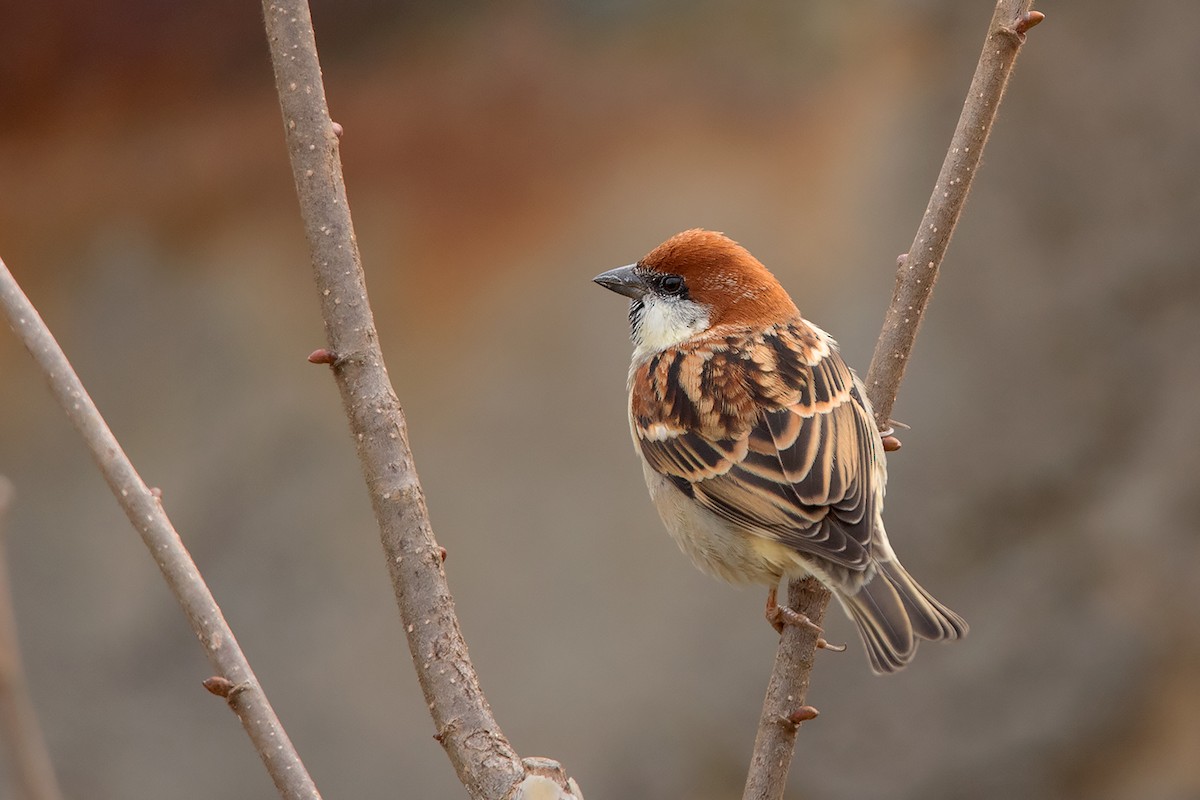 Russet Sparrow - ML213512971