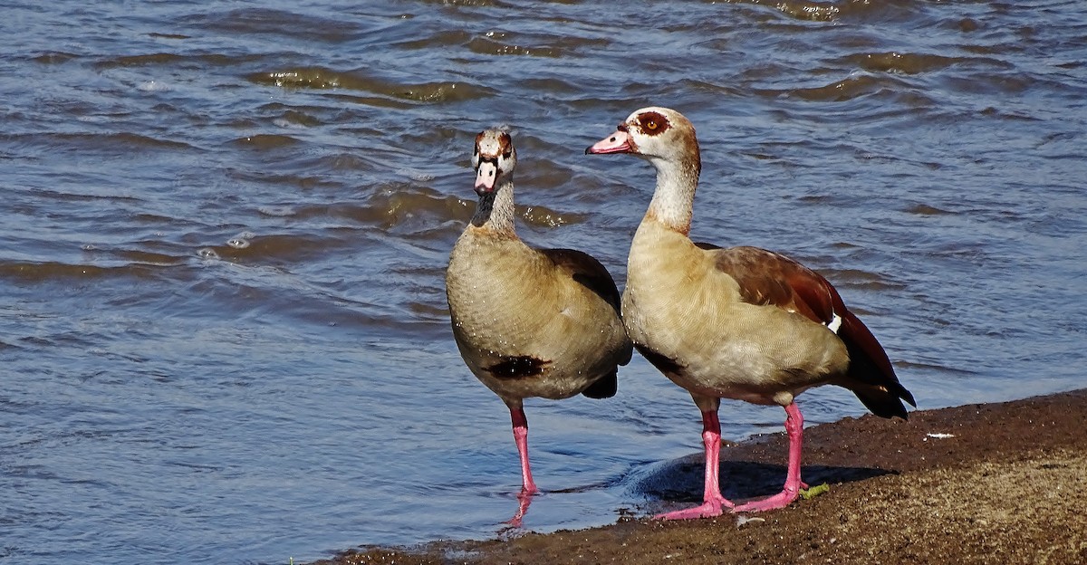 Egyptian Goose - ALAN JEFFREY