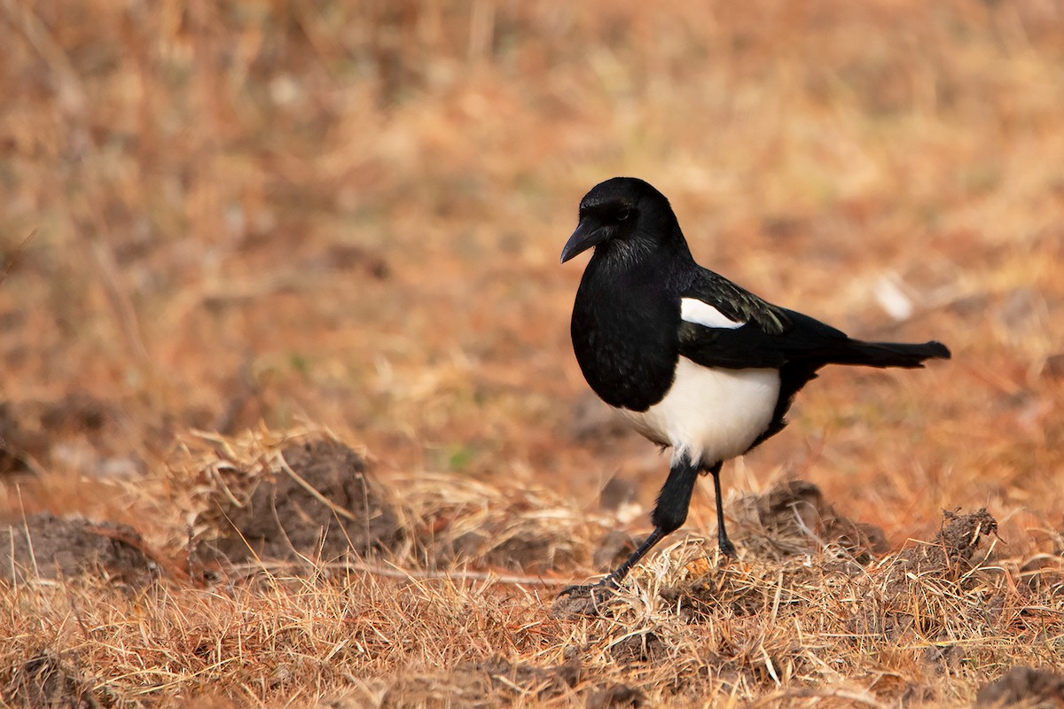 Black-rumped Magpie - ML213513551