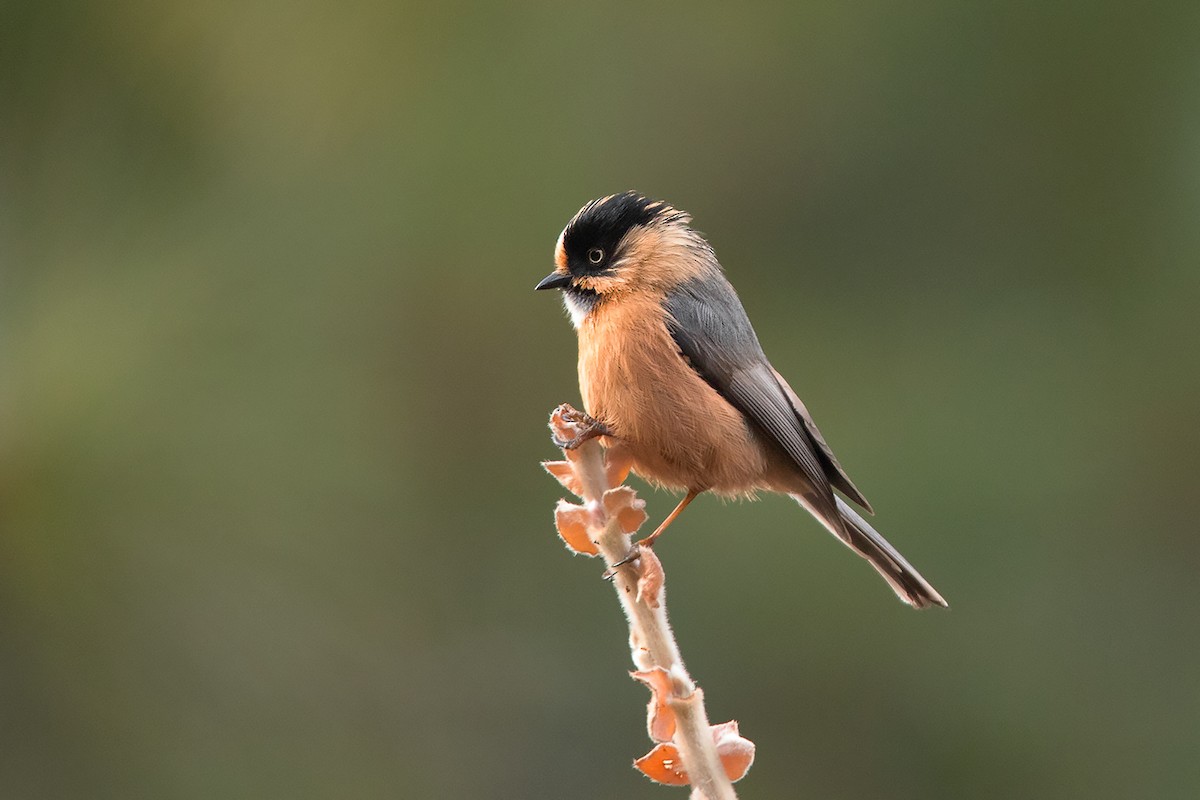 Black-browed Tit (Rufous-fronted) - ML213513861