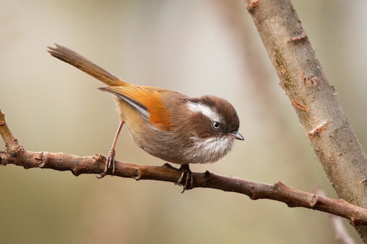 White-browed Fulvetta - Ayuwat Jearwattanakanok