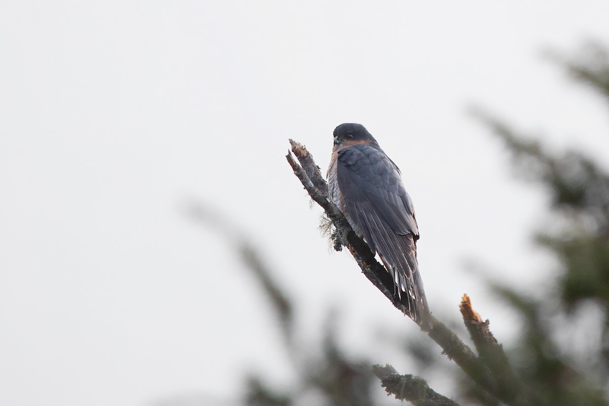 Eurasian Sparrowhawk - ML213514291