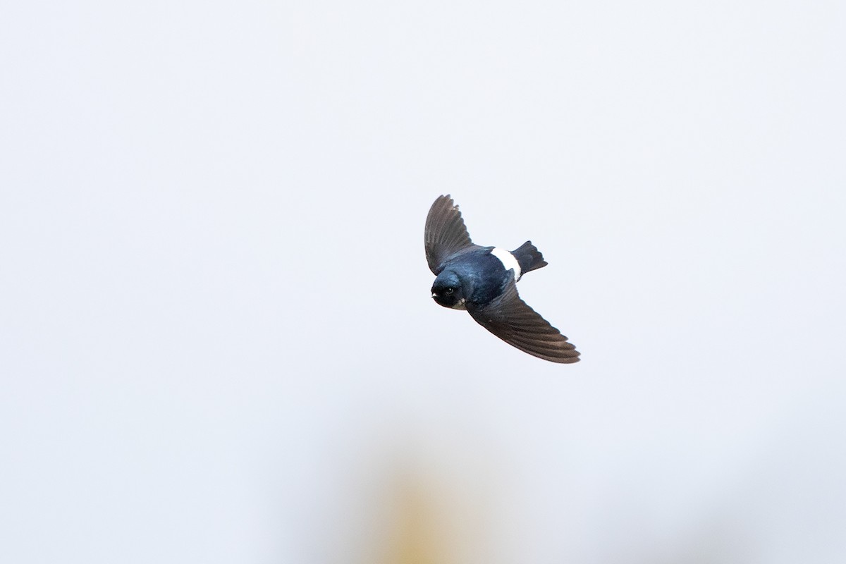 Nepal House-Martin - Ayuwat Jearwattanakanok