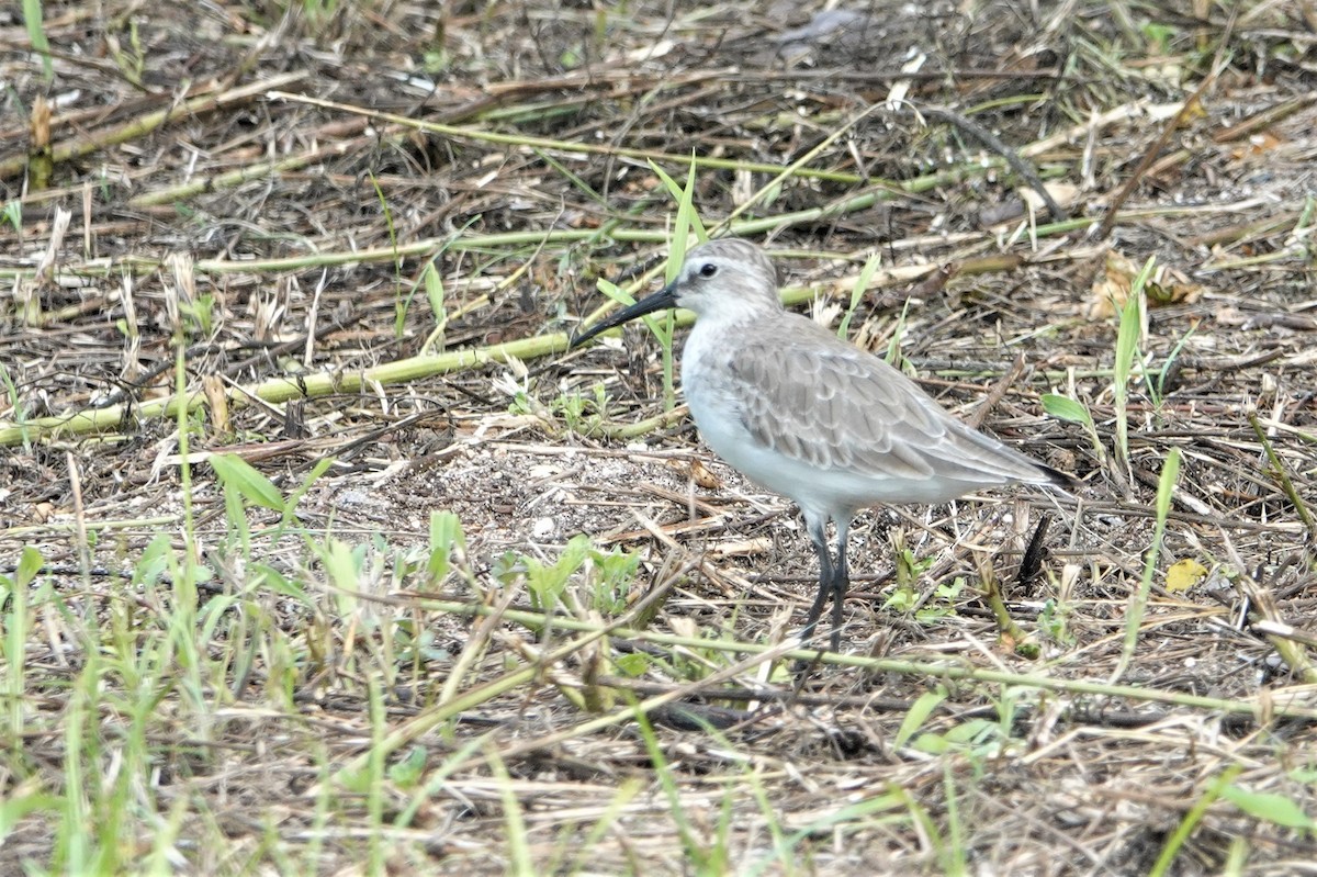 彎嘴濱鷸 - ML213515091