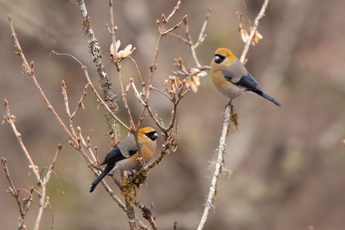 Red-headed Bullfinch - ML213515121