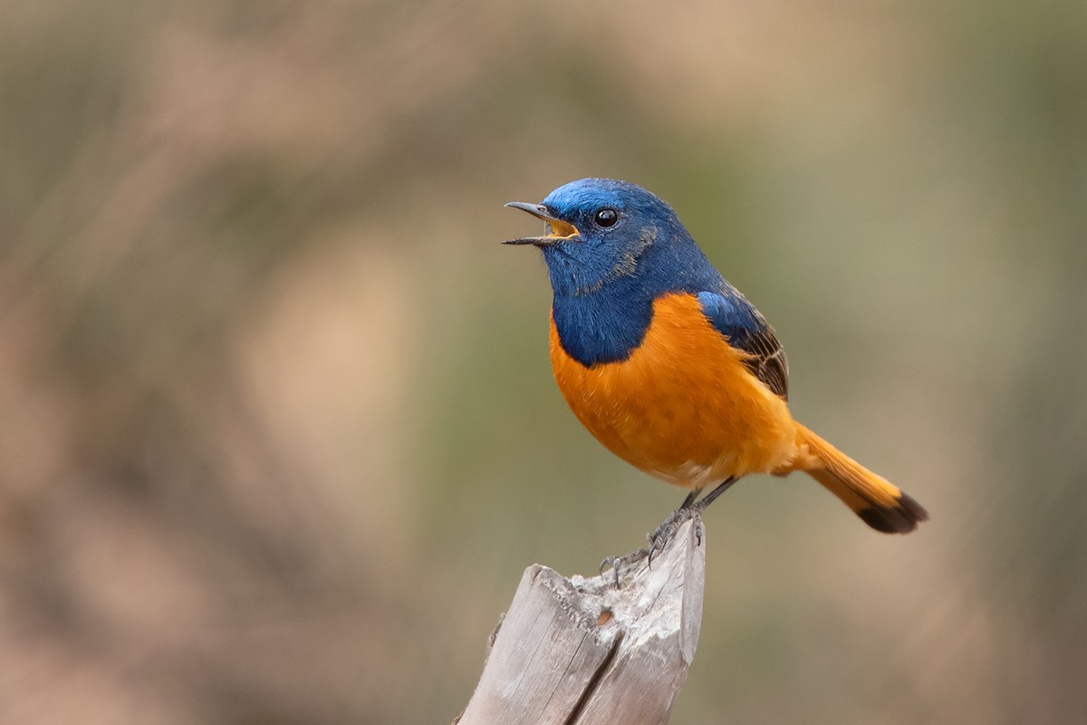 Blue-fronted Redstart - Ayuwat Jearwattanakanok
