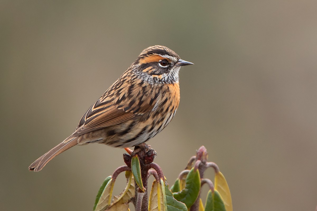 Rufous-breasted Accentor - Ayuwat Jearwattanakanok