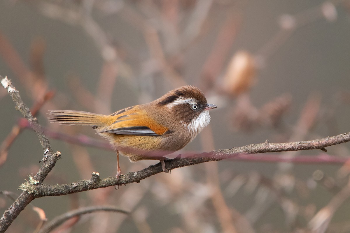 White-browed Fulvetta - Ayuwat Jearwattanakanok