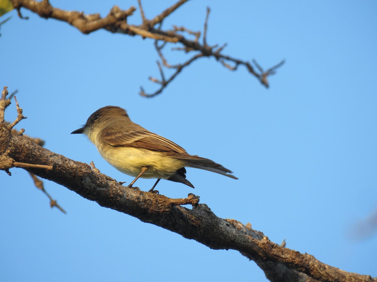 Great Crested Flycatcher - Laura H