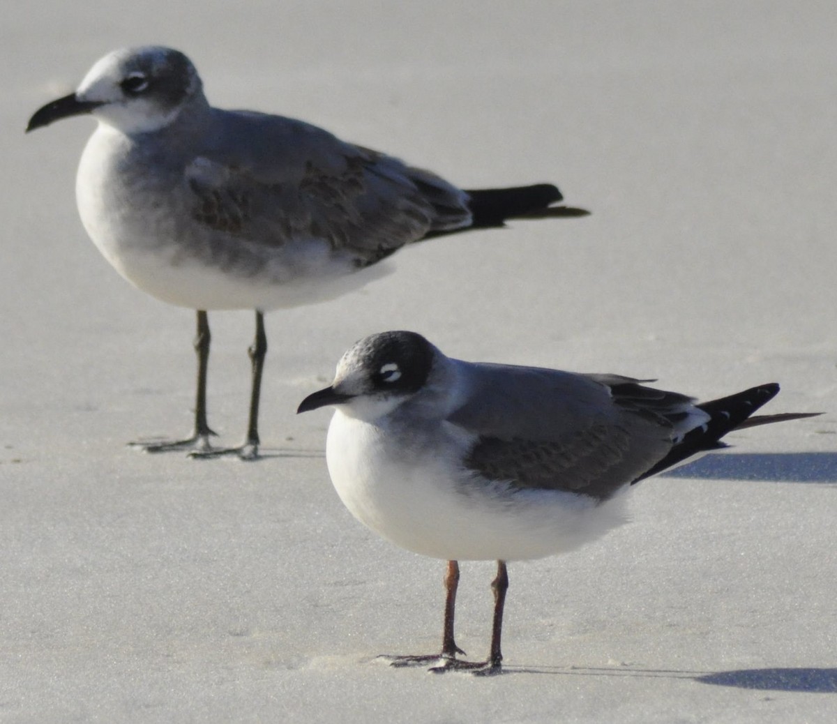 Franklin's Gull - ML21351891