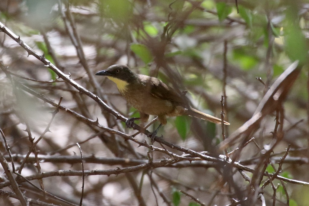 Bulbul à gorge claire - ML213519351