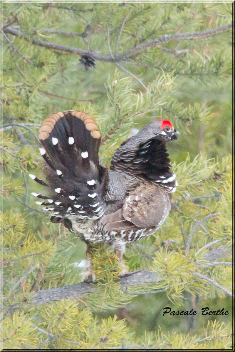 Spruce Grouse - ML213519831