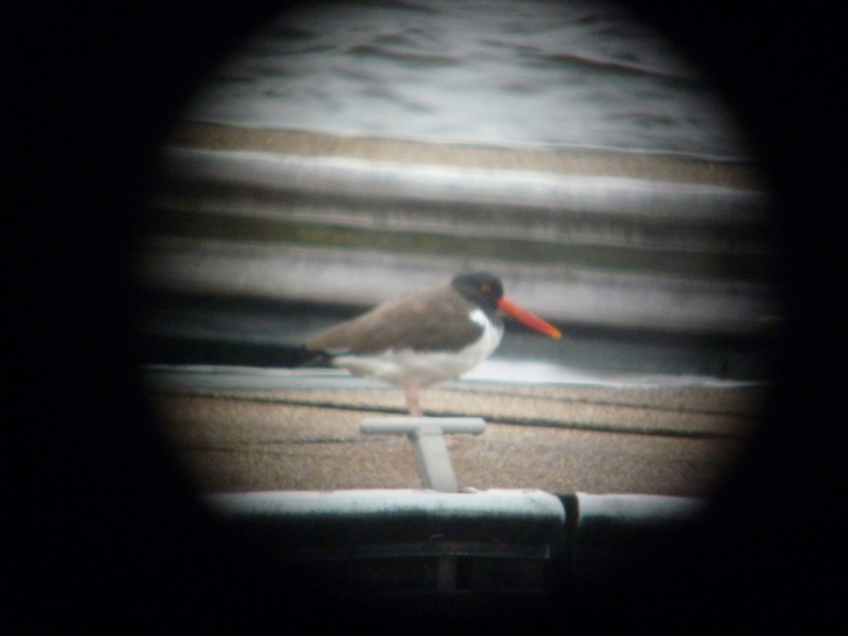 American Oystercatcher - Kenneth Rieker