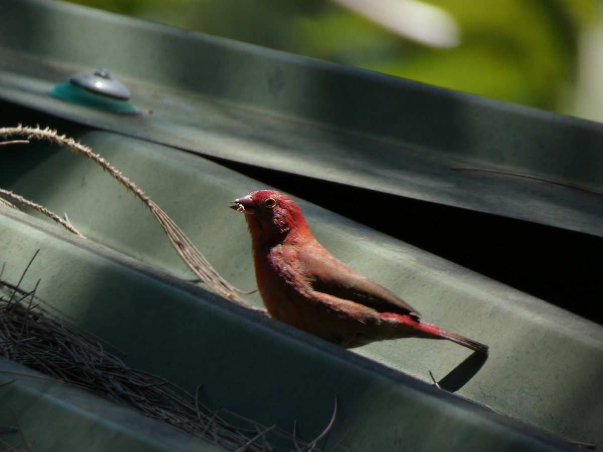 Red-billed Firefinch - ML213520851