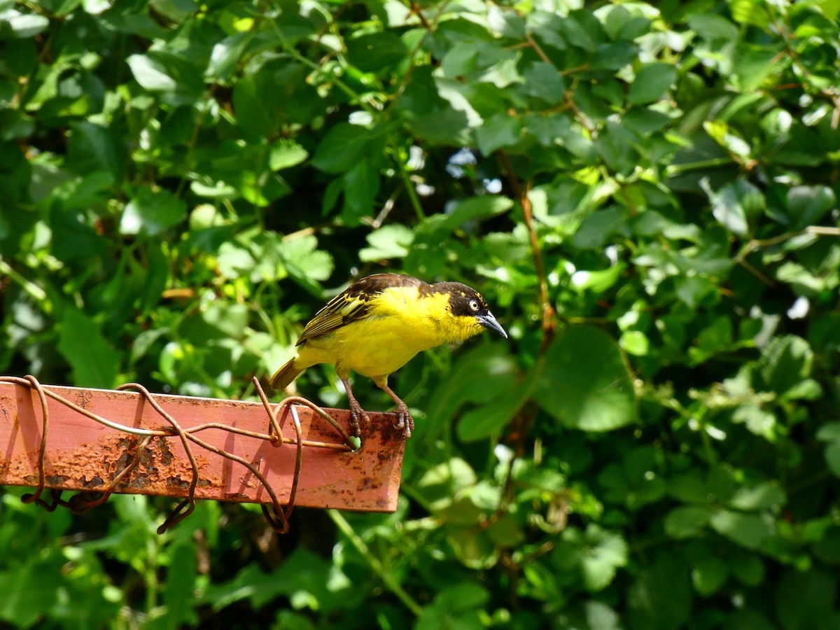 Baglafecht Weaver - ML213520871