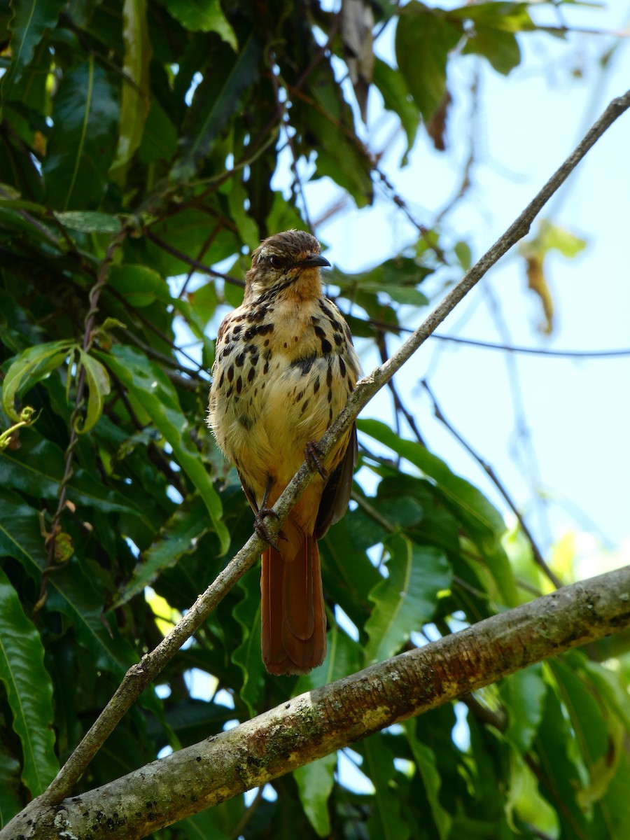 Spotted Morning-Thrush - ML213520941