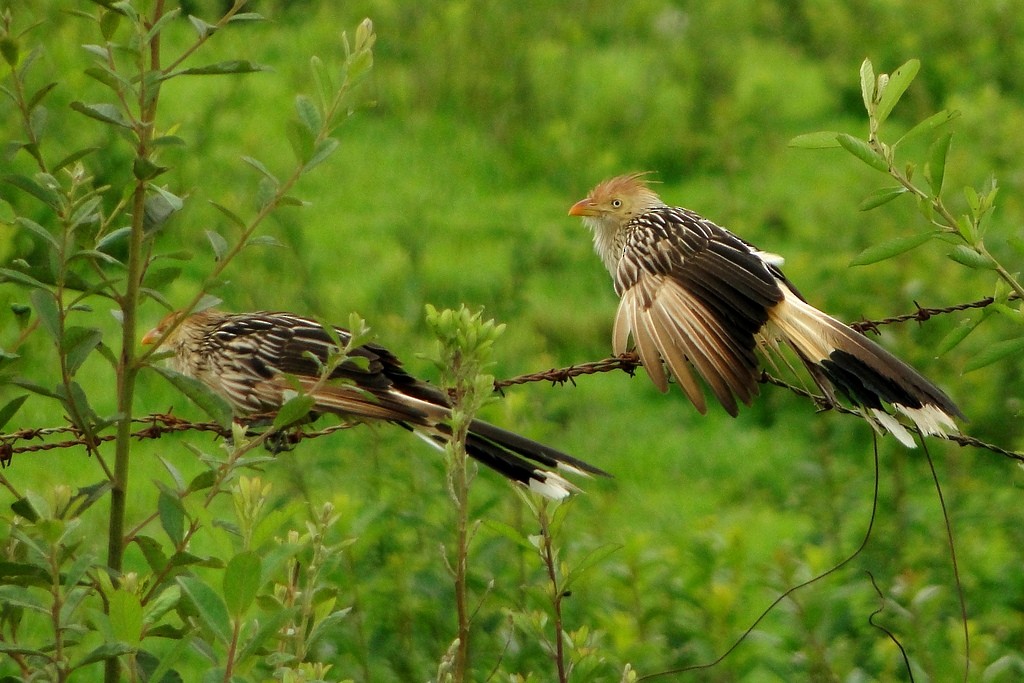 Guira Cuckoo - ML213520961