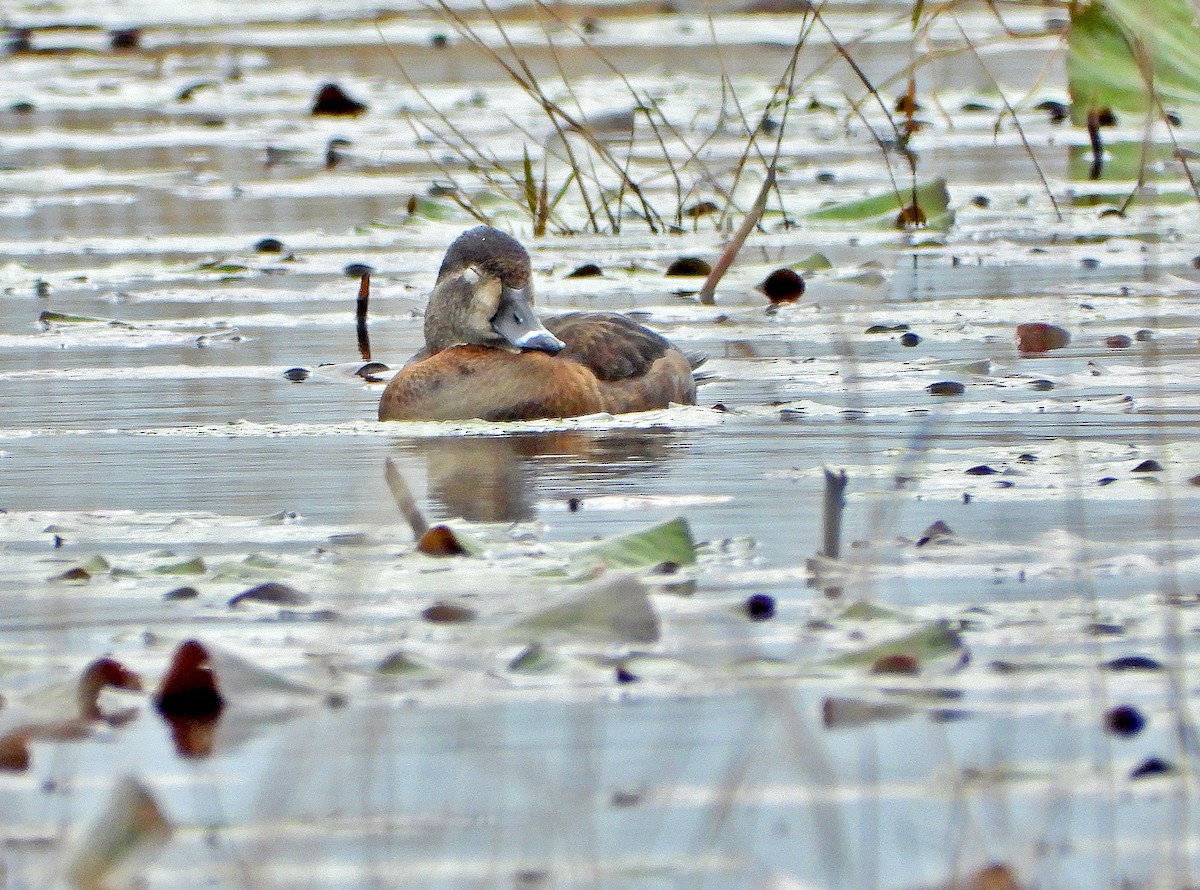 Ring-necked Duck - James R. Hill, III