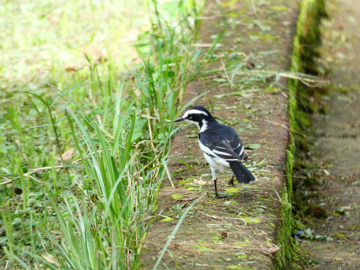 African Pied Wagtail - ML213521111