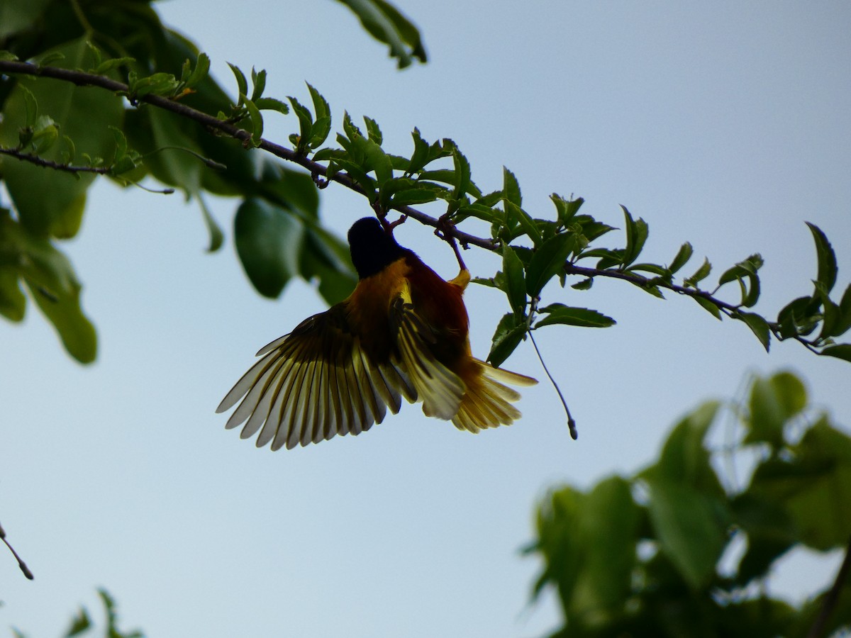 Golden-backed Weaver - ML213522281