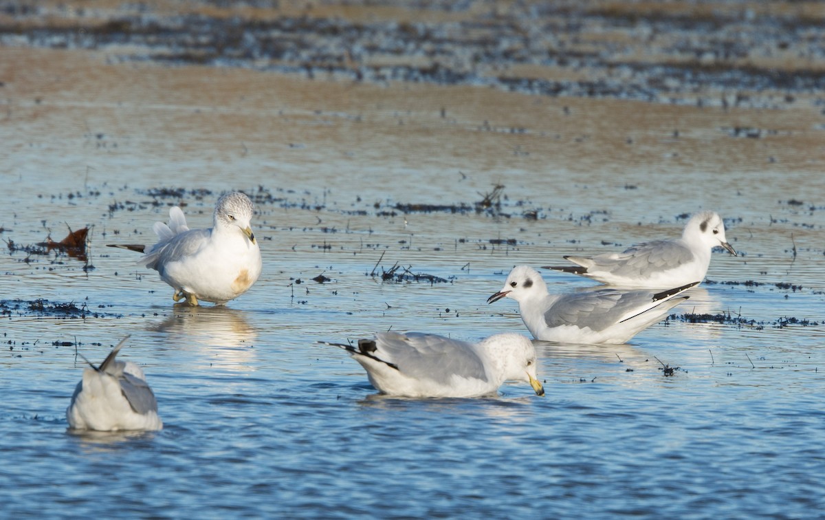 Bonaparte's Gull - ML21352241