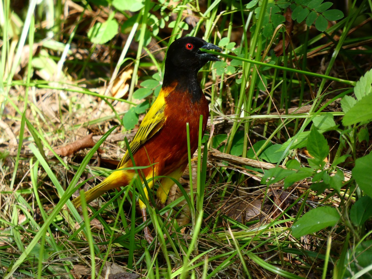 Golden-backed Weaver - ML213522591