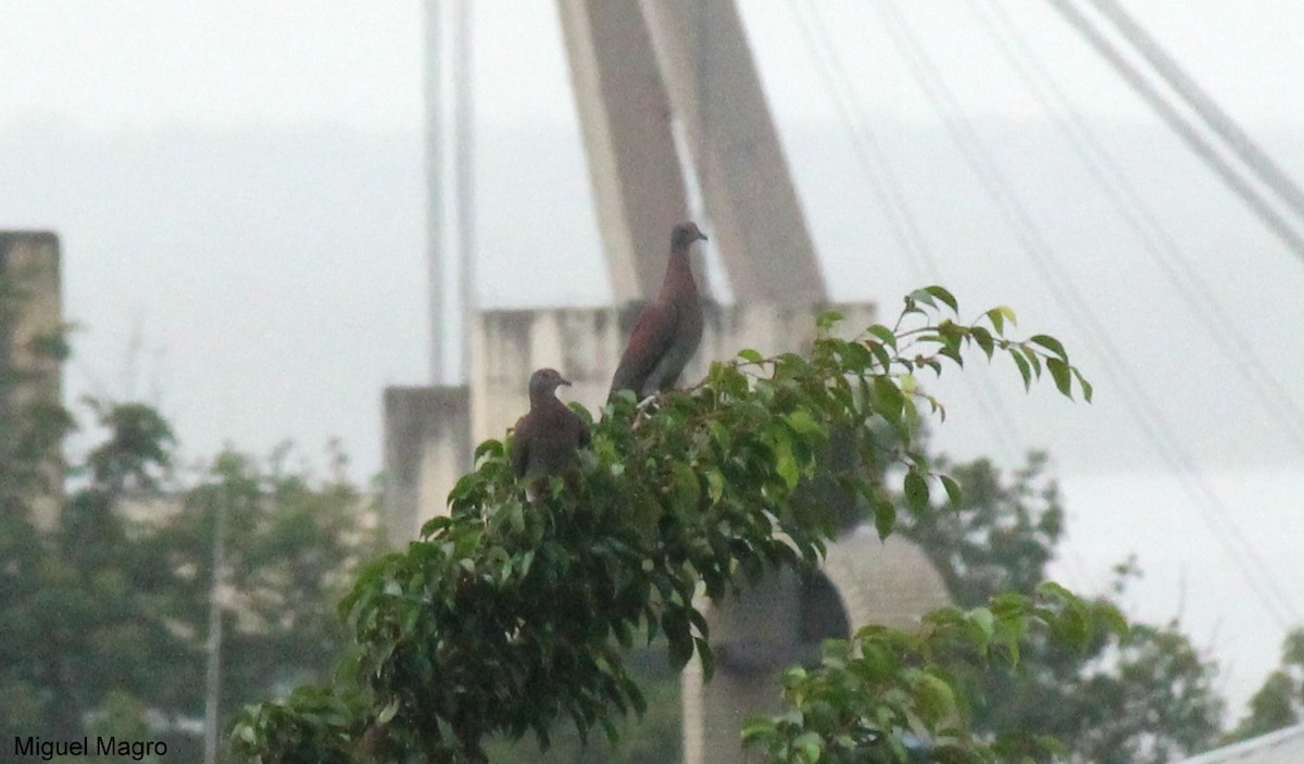 Pale-vented Pigeon - ML213523541