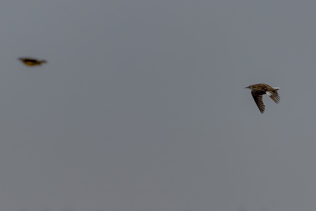 Eastern Meadowlark - ML213523691