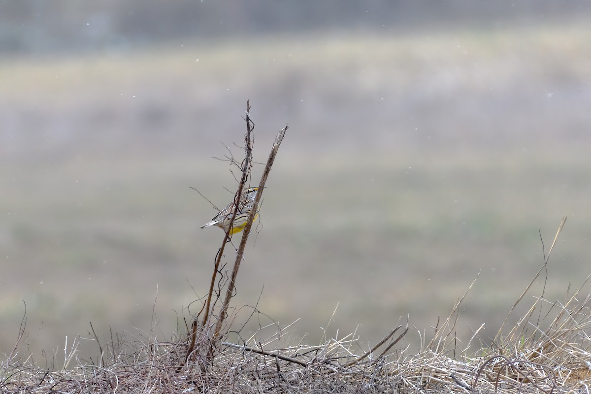 Eastern Meadowlark - ML213523701