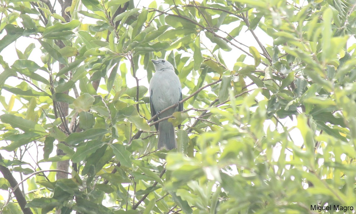 Blue-gray Tanager - ML213523801