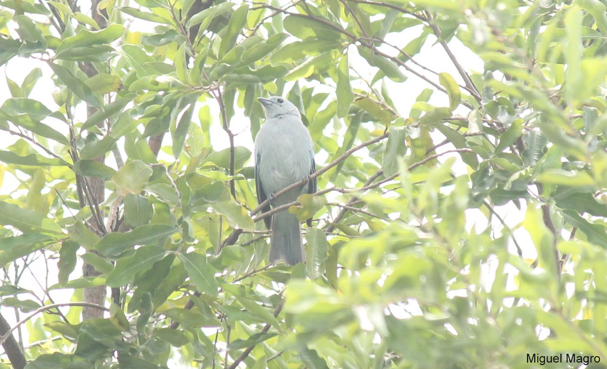 Blue-gray Tanager - ML213523811
