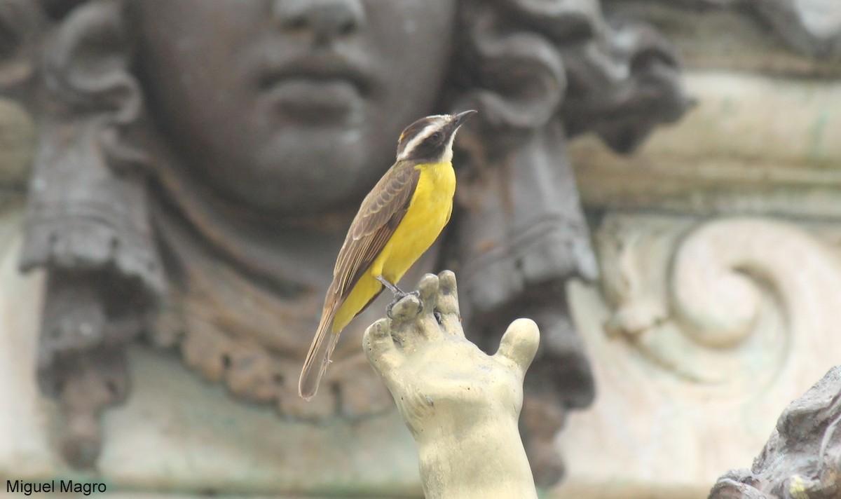 Rusty-margined Flycatcher - ML213523851