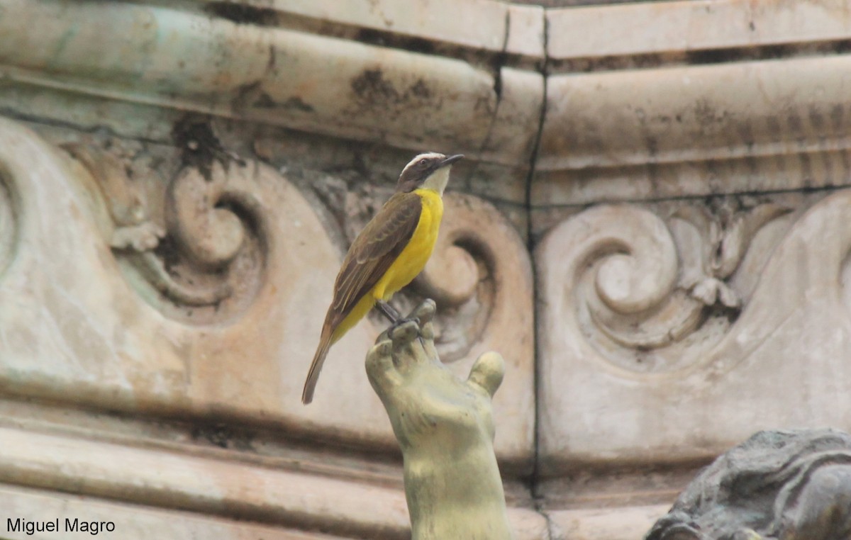 Rusty-margined Flycatcher - ML213523861