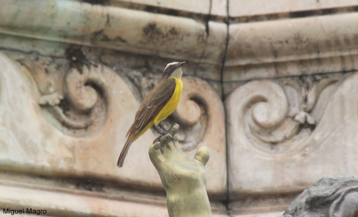 Rusty-margined Flycatcher - ML213523901