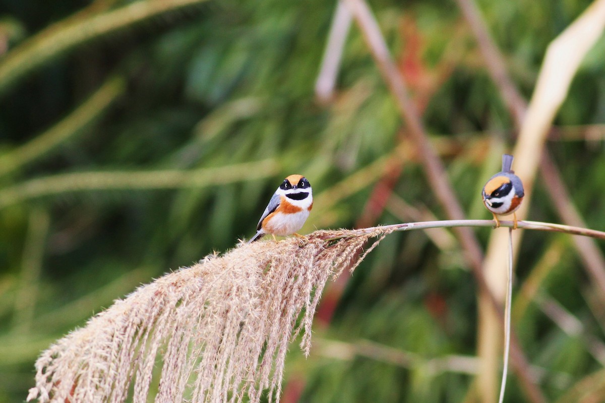 Black-throated Tit - ML21352391