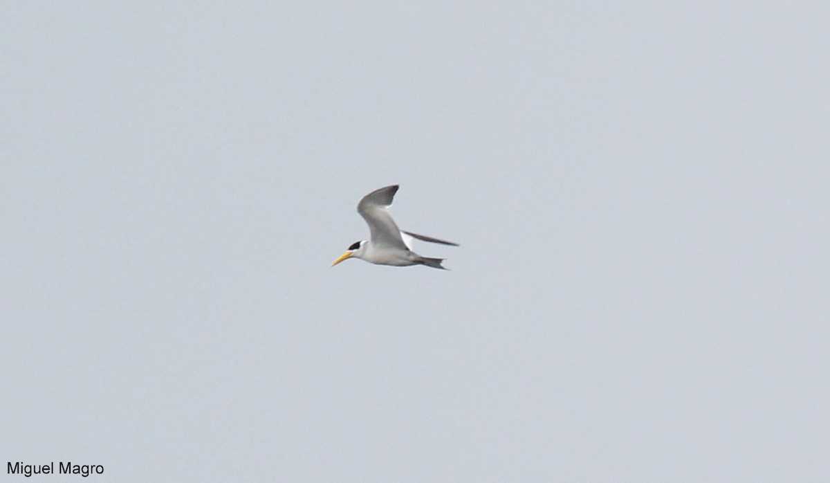 Large-billed Tern - ML213523911