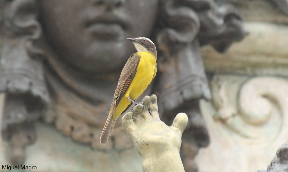 Rusty-margined Flycatcher - ML213523931