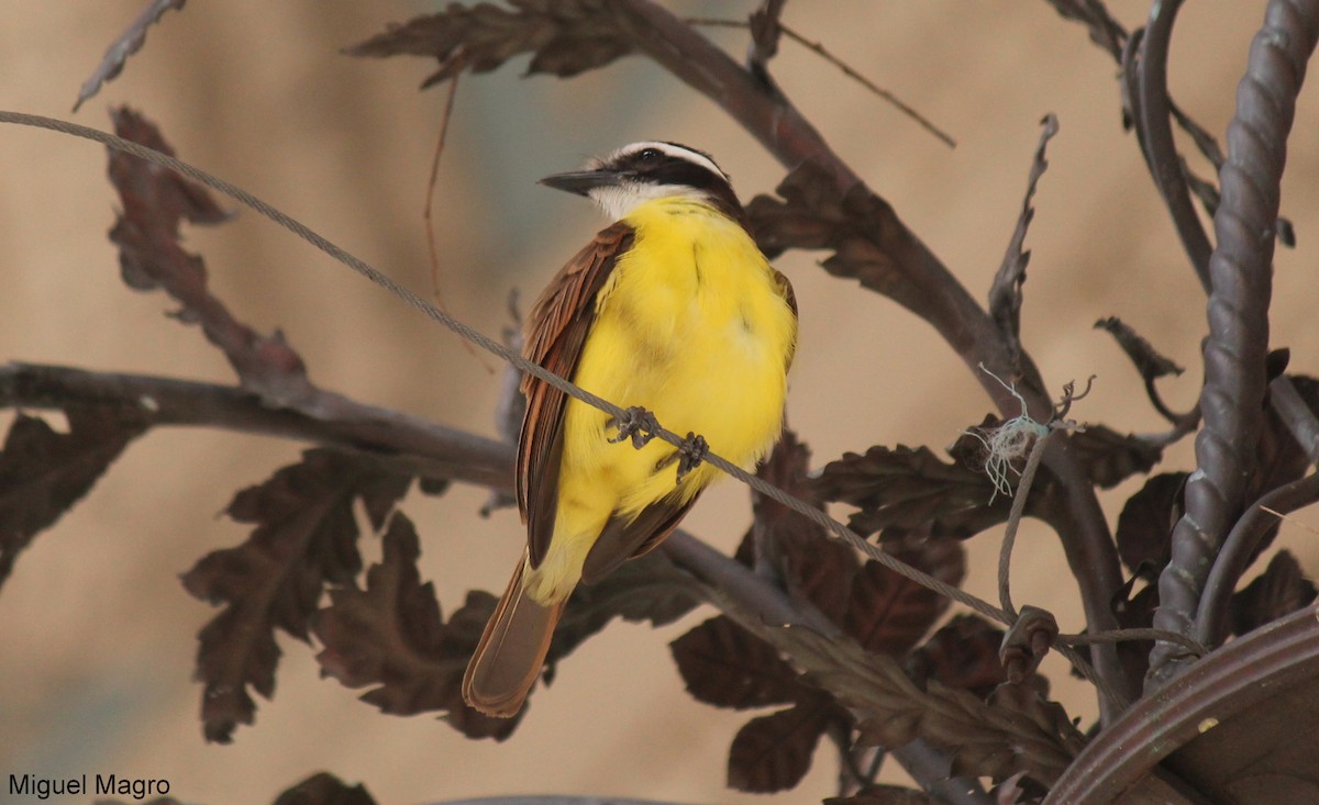 Great Kiskadee - ML213523941