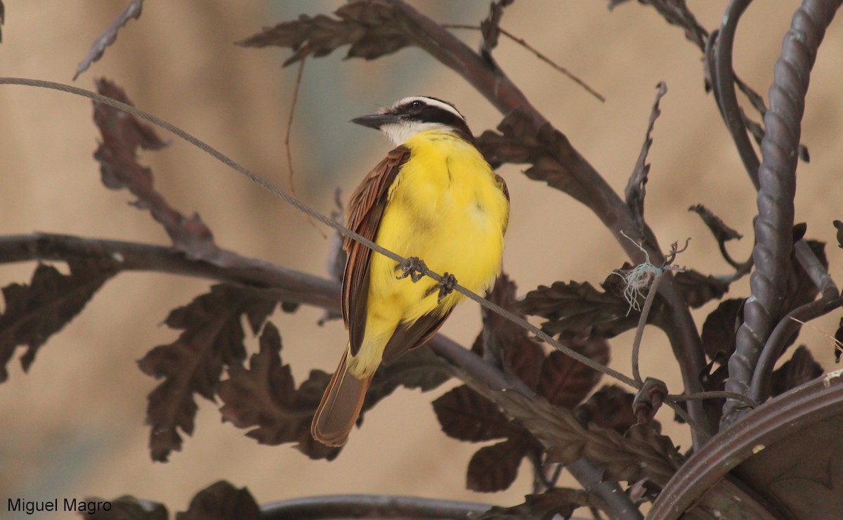 Great Kiskadee - ML213523961