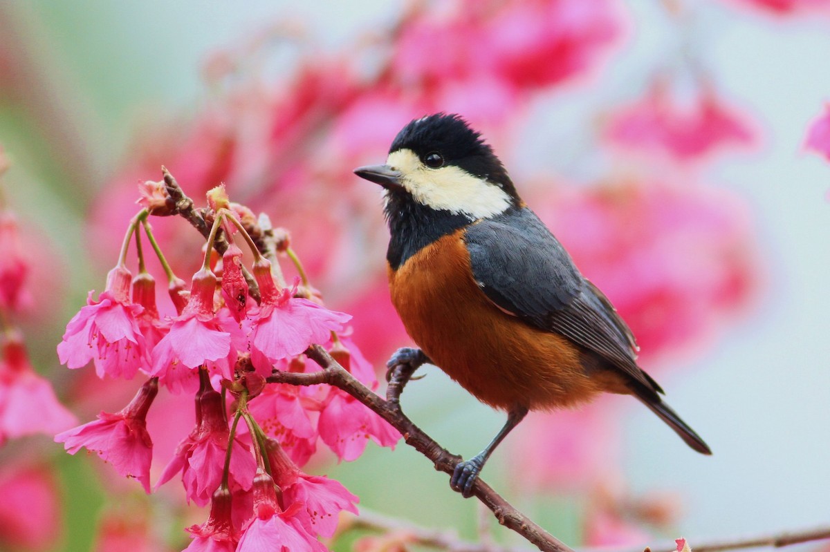 Chestnut-bellied Tit - Ting-Wei (廷維) HUNG (洪)