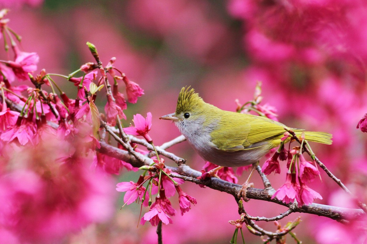 White-bellied Erpornis - ML21352511