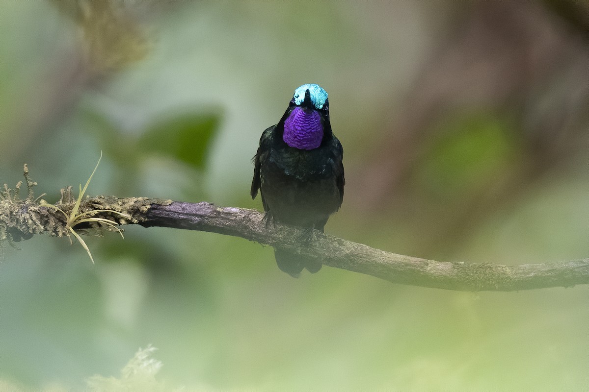 Purple-throated Mountain-gem - Peter Hawrylyshyn