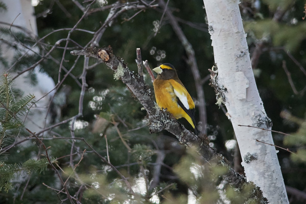 Evening Grosbeak - ML213525951